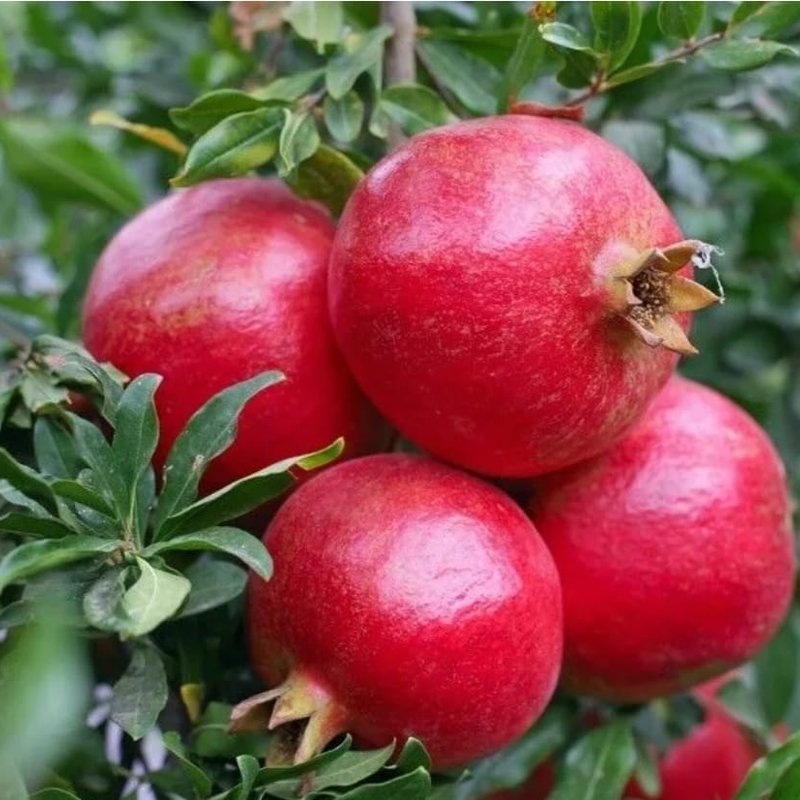 Гранат Абхазский ранний (ЗКС) - изображение 1