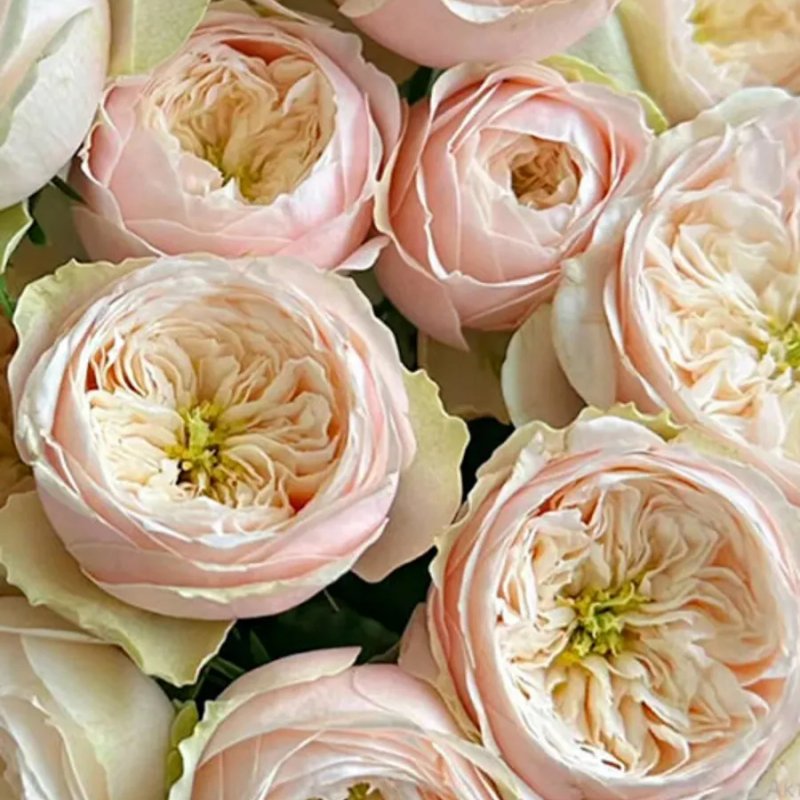 Дарлингтон ч/г - изображение 1