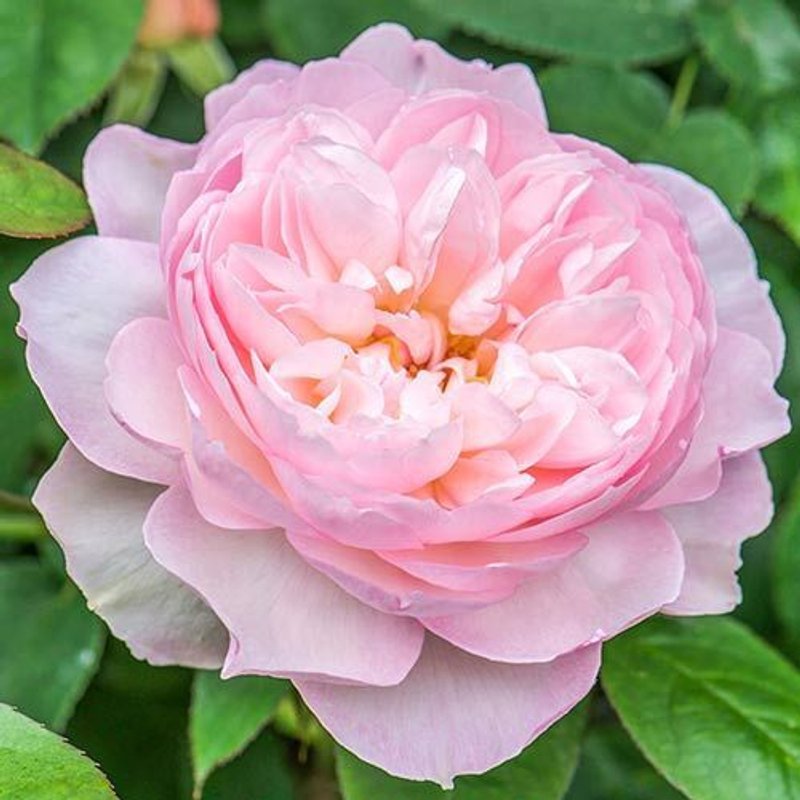 Джентл Гермионе - изображение 1