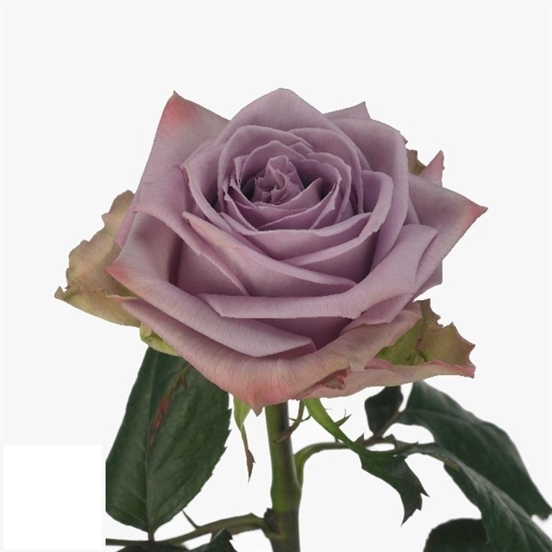 Армандо ч/г - изображение 1