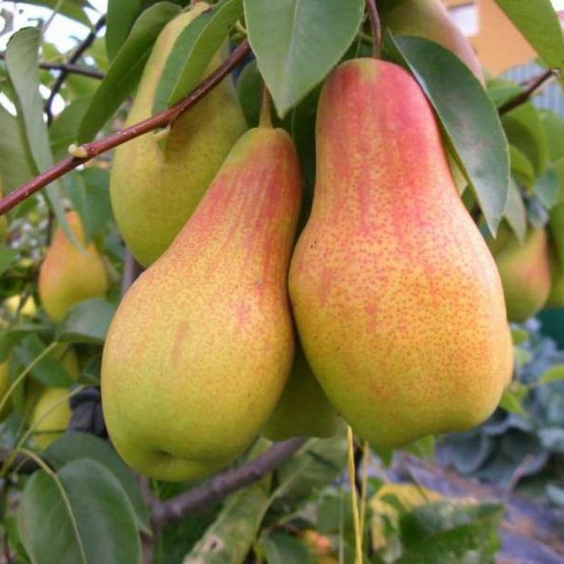 Груша "талгарская красавица" - изображение 1