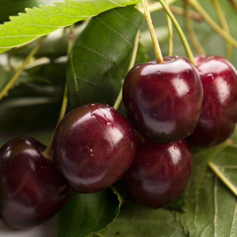 Черешня "Волшебница" - изображение 1