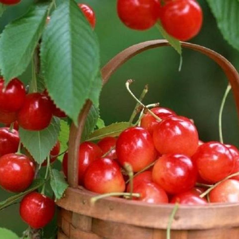 черешня "Юлия" - изображение 1