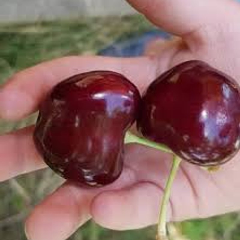 черешня "Крупноплодная" - изображение 1