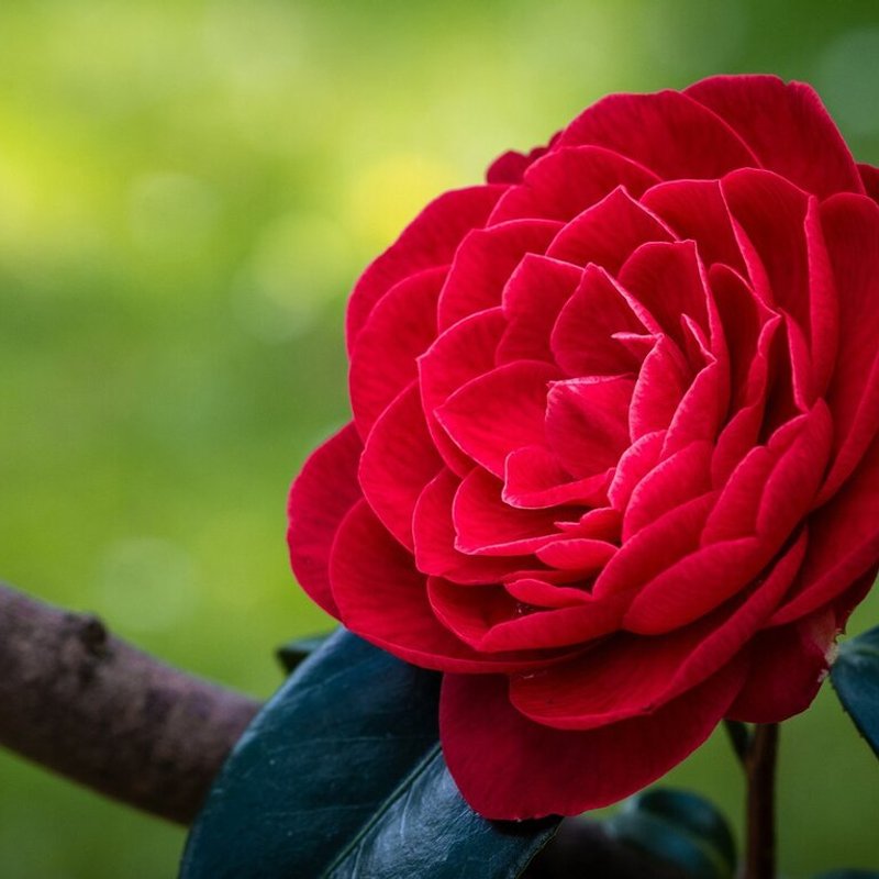 Камелия Алая - изображение 1