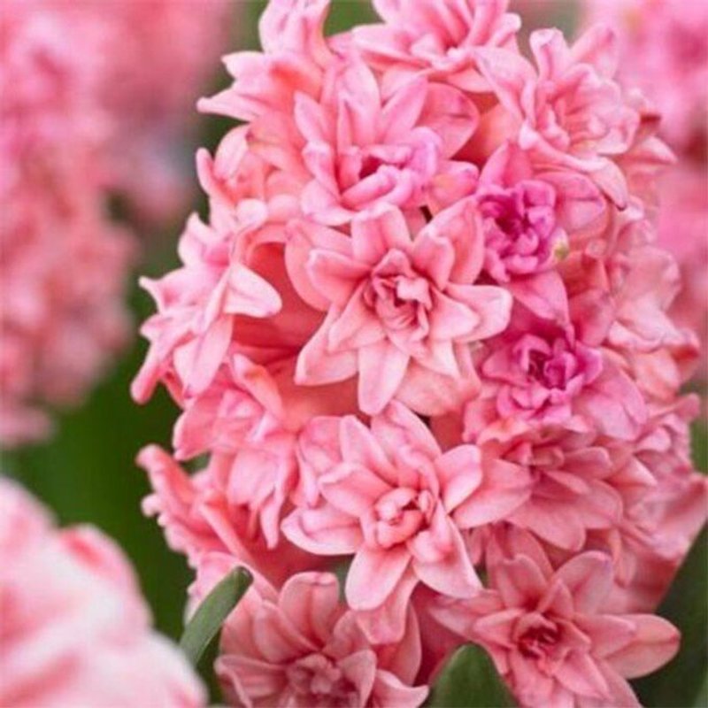 SPRING BEAUTY (набор 5шт) - изображение 1