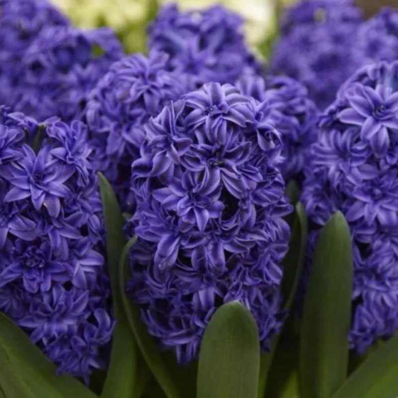 МАНХЕТTЕН (набор 5 шт) - изображение 1