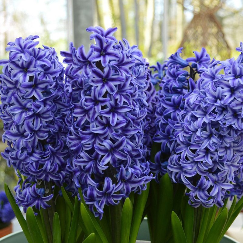 БЛЮ ДЖЕКЕТ (набор 5 шт) - изображение 1