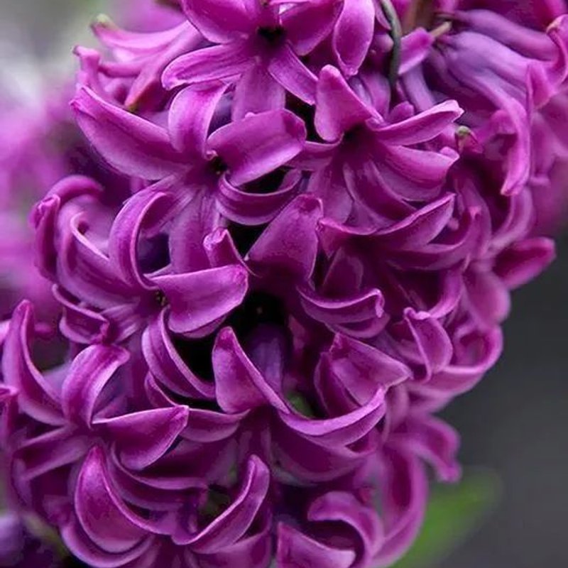 ПЕРПЛ ВОЙС (набор 5 шт) - изображение 1