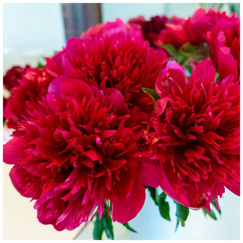 «Мэни Хэппи Ретернс» (Many Happy Returns) (3-5 пион) - изображение 1