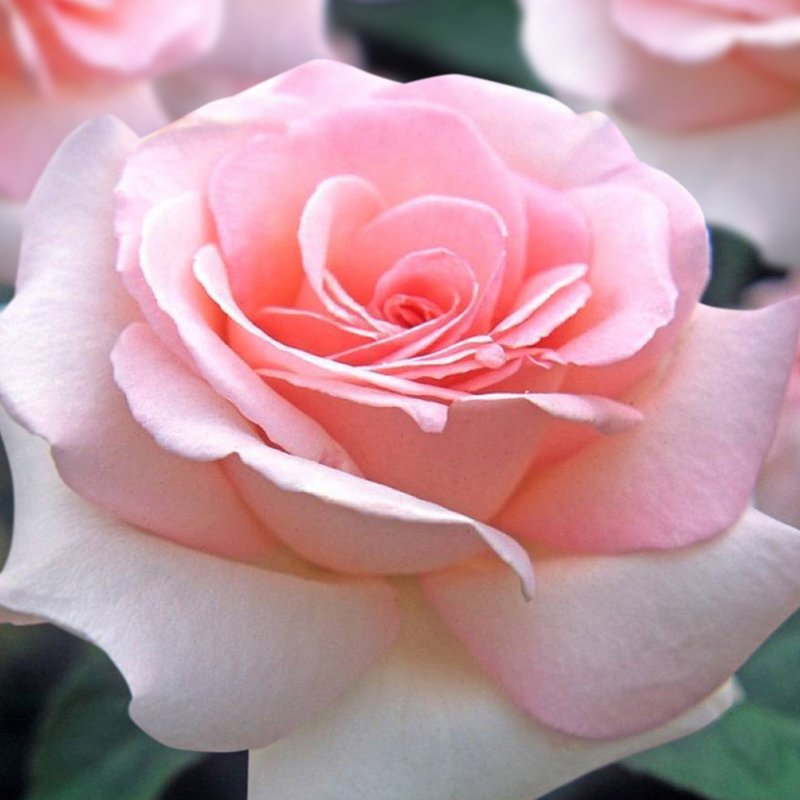 «Александр Пушкин» ч/г - изображение 1