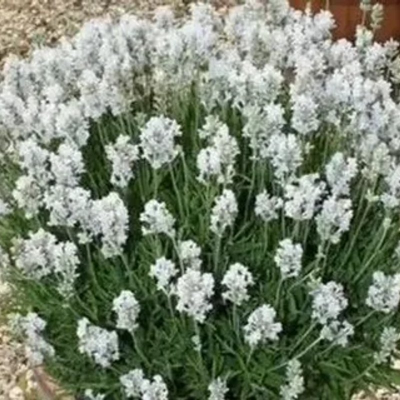 Лаванда Белая - изображение 1