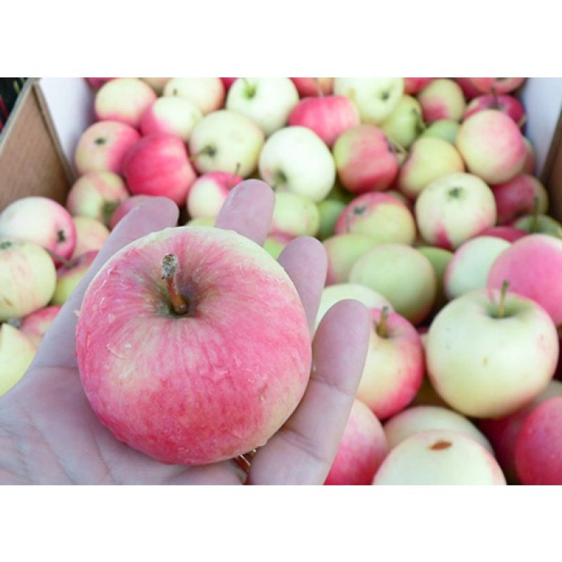 Яблоня Мельба - изображение 1