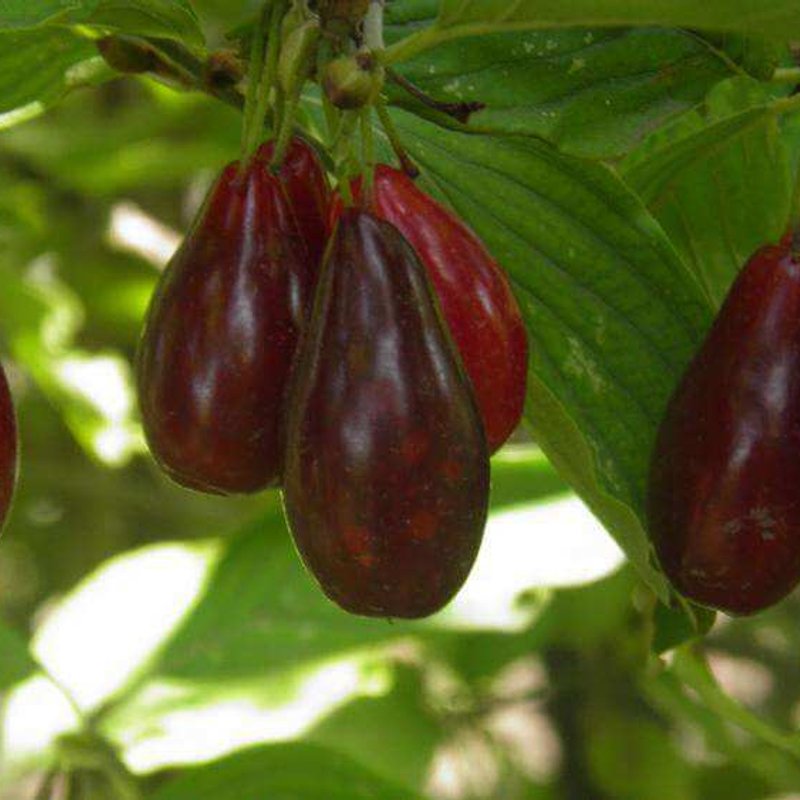 Кизил садовый "Семен" - изображение 1