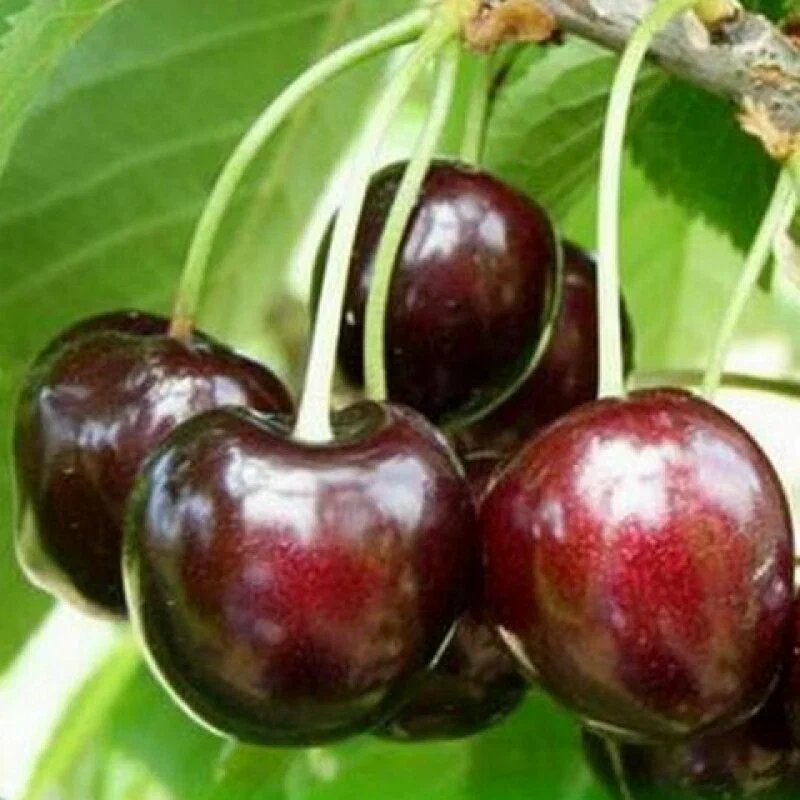 Черевишня ДЮК - изображение 1