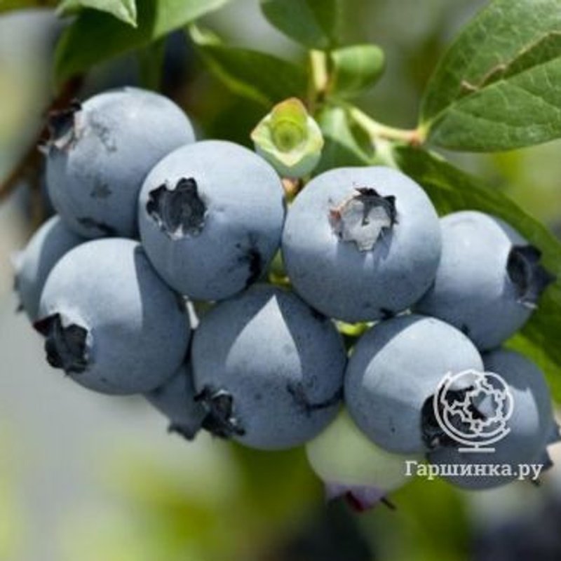 Голубика Мидор (самоплодный) - изображение 1