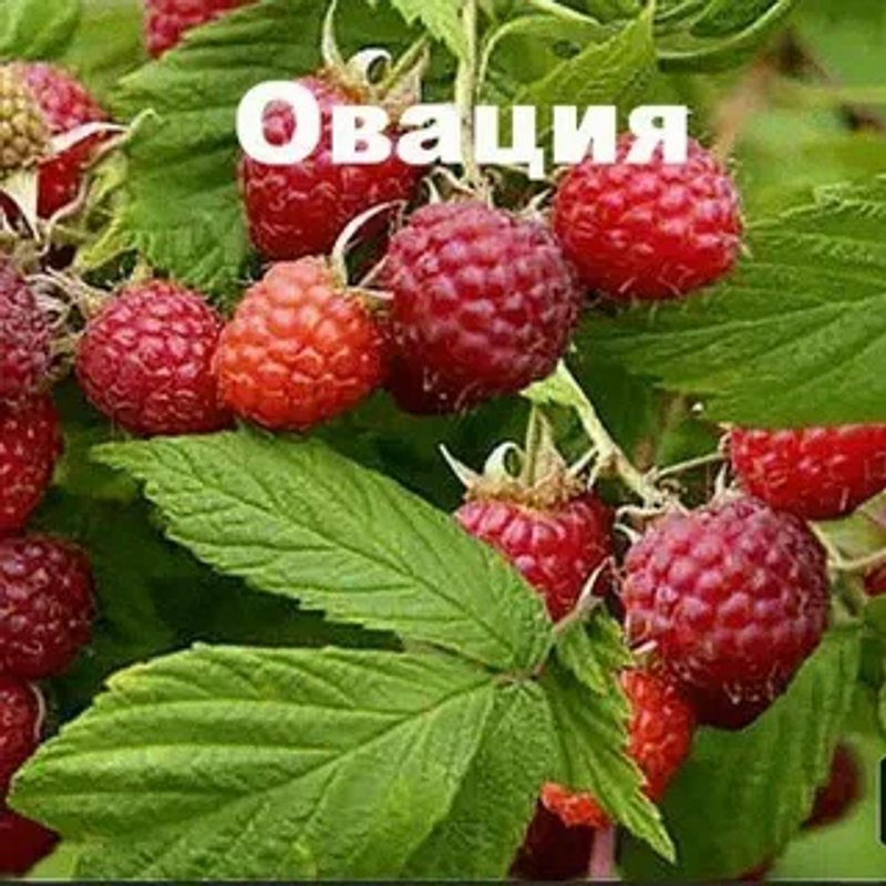 Овация малина