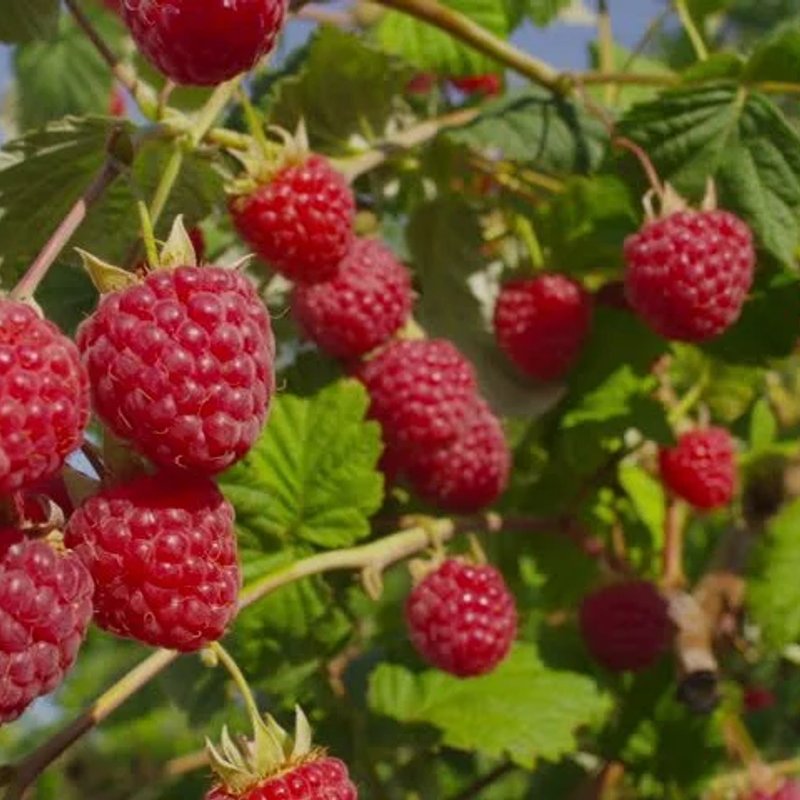 Глен (новинка) малина разового плодоношения