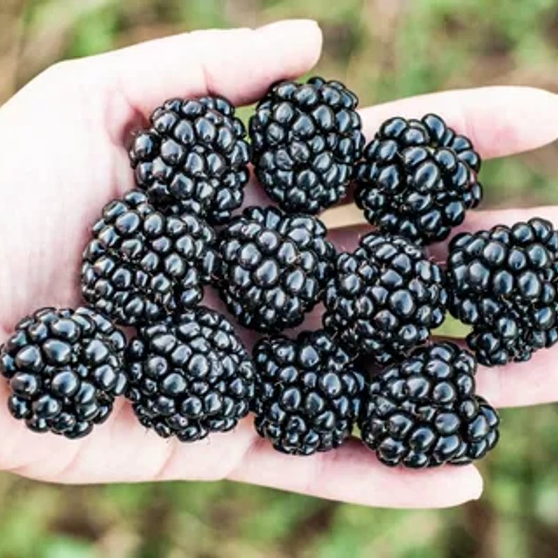 Оаучита ежевика