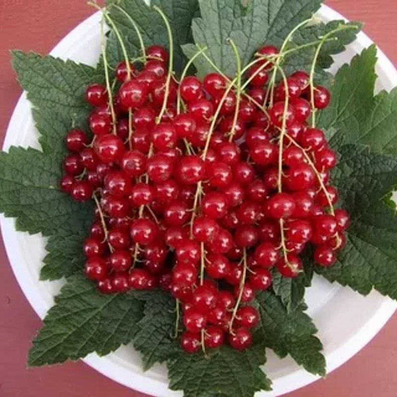 Валентиновка красная смородина