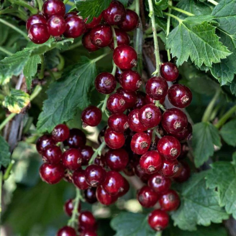 Тамара красная смородина