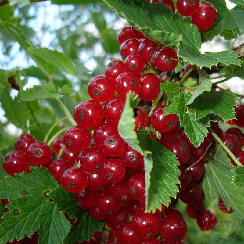 Мармеладница