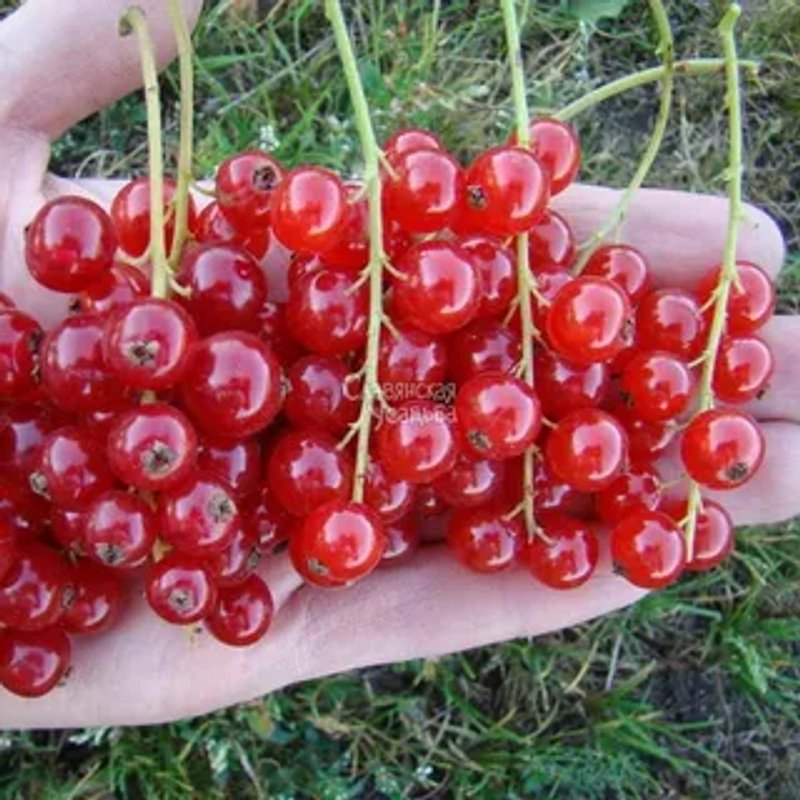 Глаз дракона красная смородина