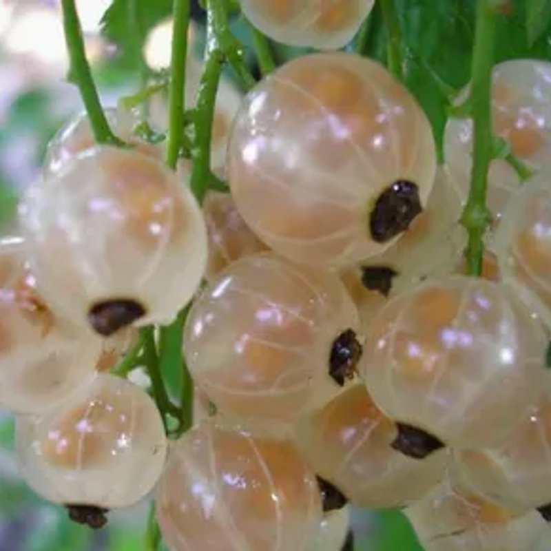 Смородина Белая Потапенко