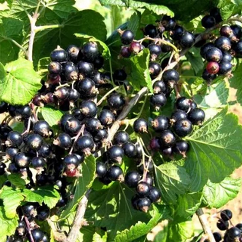 Черная вуаль черная смородина