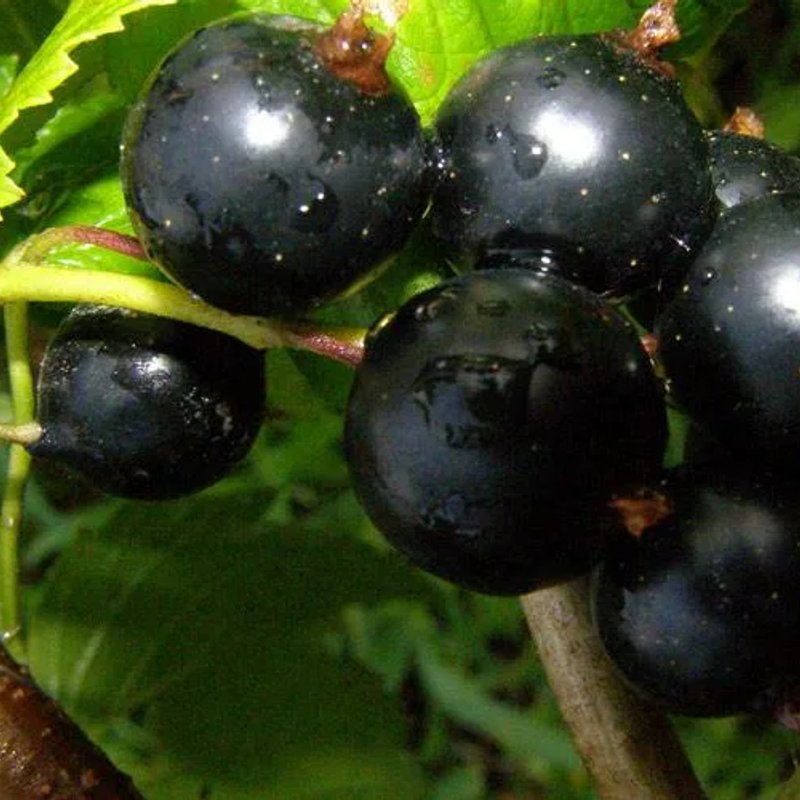 Титания черная смородина