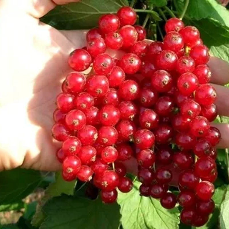 ❤️ Смородина Красная Джонкер ван Тетс