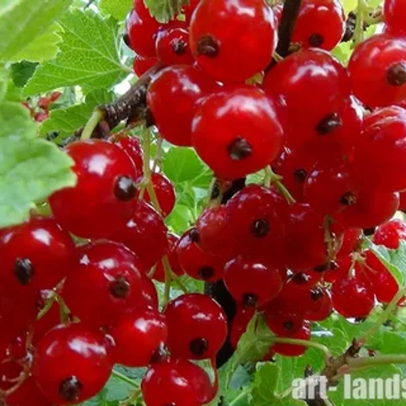 Смородина красная Андрейченко