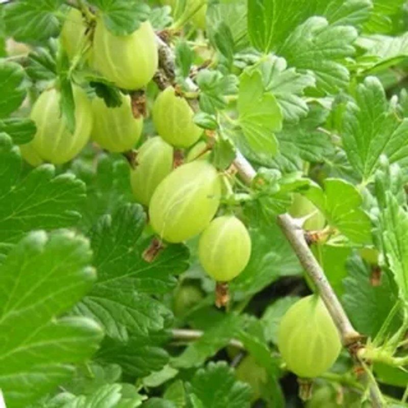 Крыжовник Грассуляр Зелёный