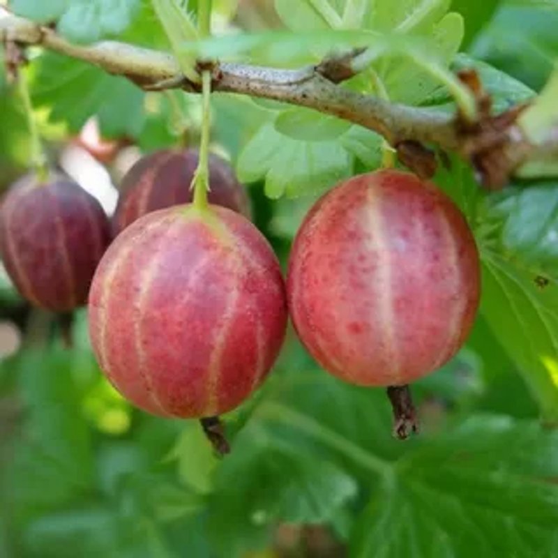 Крыжовник Розовый-2