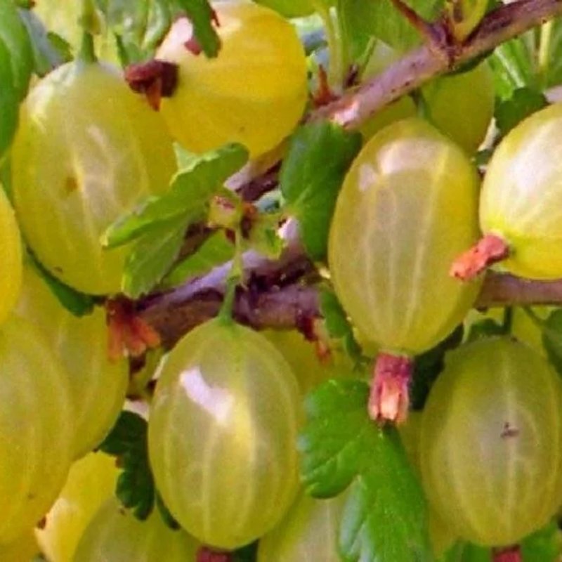 Испанский крыжовник