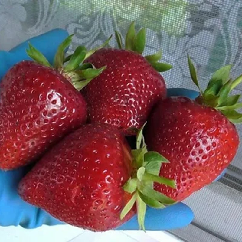 Вивара (ремонтантная) (5шт)