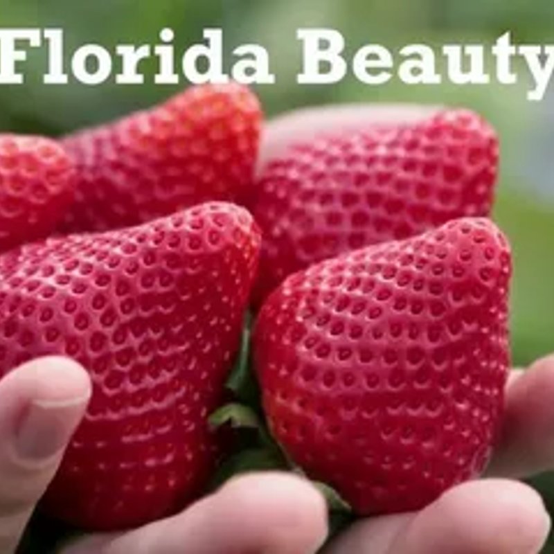 Клубника Флорида Бьюти (ремонтантная)