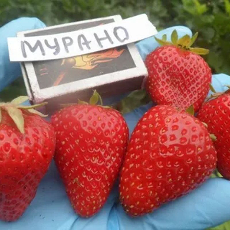 Клубника Мурано (ремонтантная)