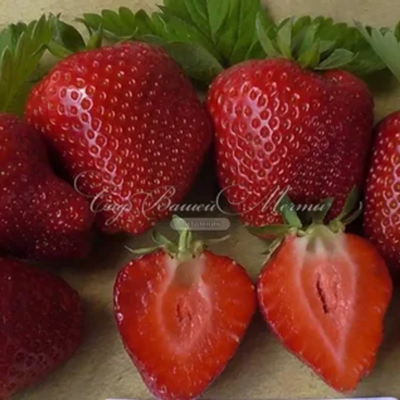 Клубника Мальга (ремонтантная)