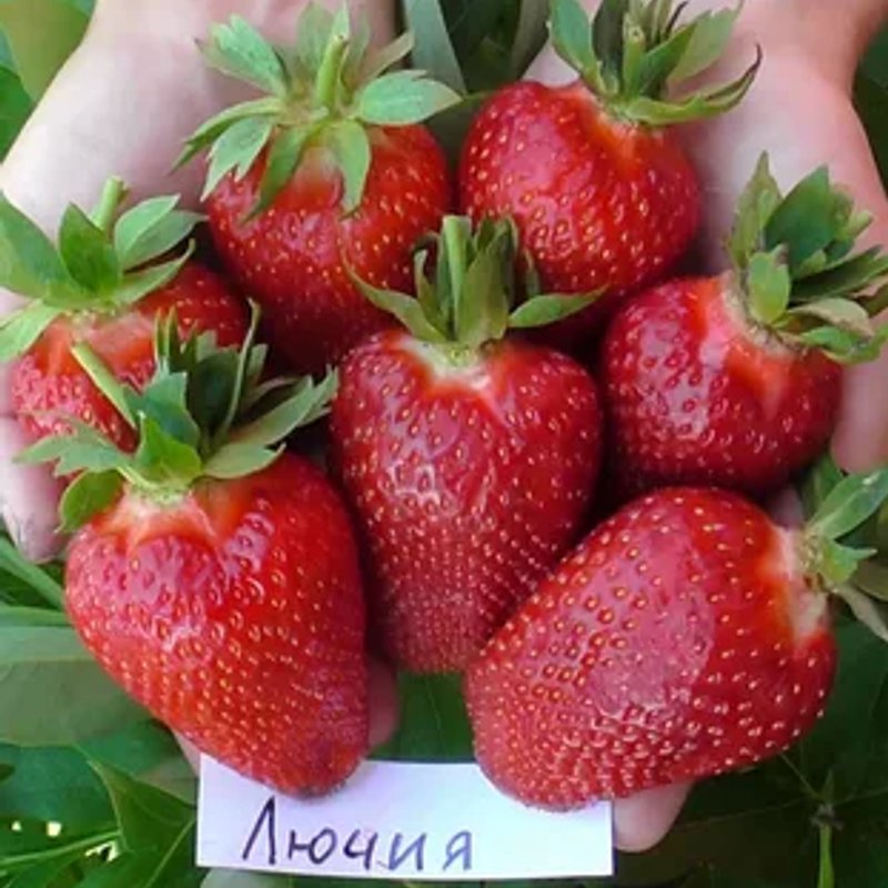 ❤️ Клубника Лючия