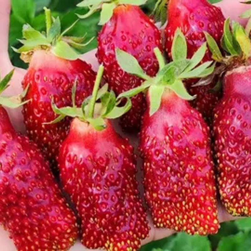 Клубника Купчиха (земклуника — гибрид клубники и земляники)