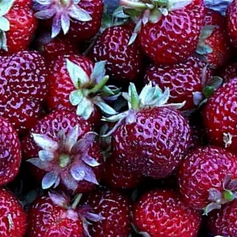 Клубника Мице Шиндлер - изображение 1