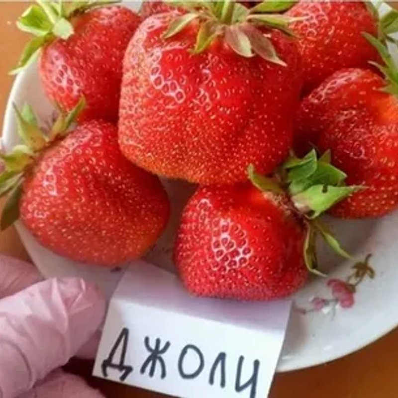 🍓 Клубника Джоли