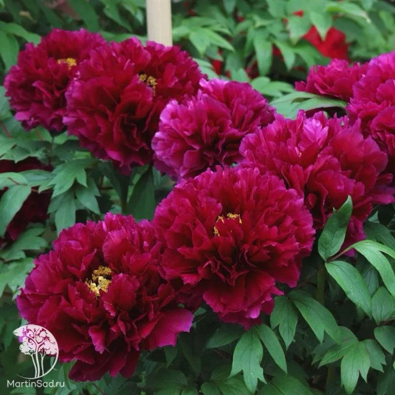 Пион Древовидный Юник краун - изображение 1