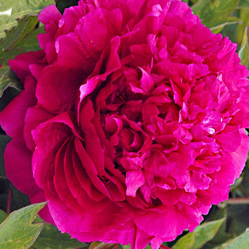 Древовидный пион ЦВЕТЫ ДРАКОНА - изображение 1