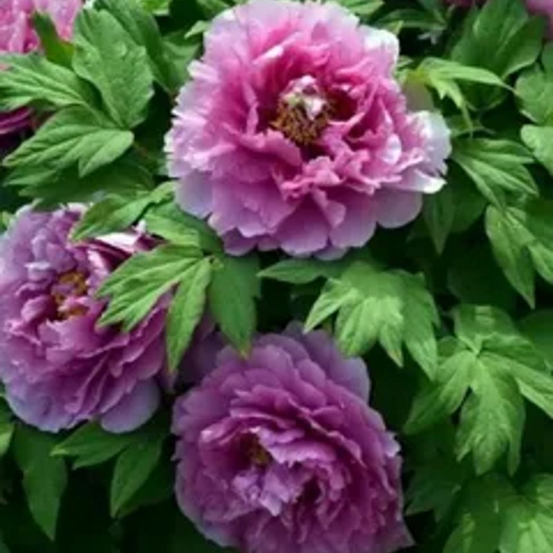 Древовидный пион ОРНАМЕНТ - изображение 1