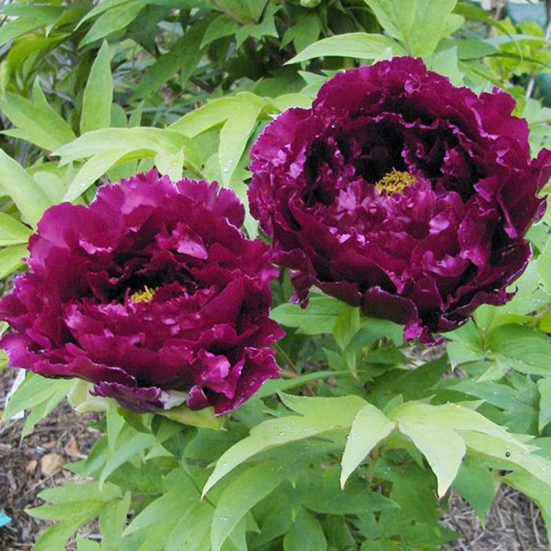 Пион Древовидный ДАК БЛЕК ПРЕРПЛ - изображение 1