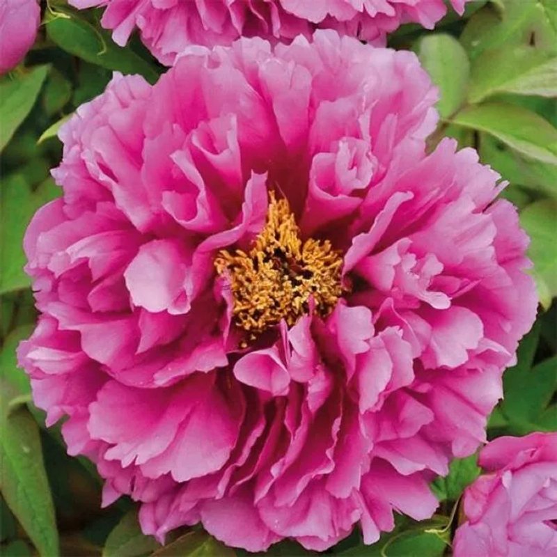 Пион Древовидный ПЕРПЛ КЛАССИК БЬЮТИ