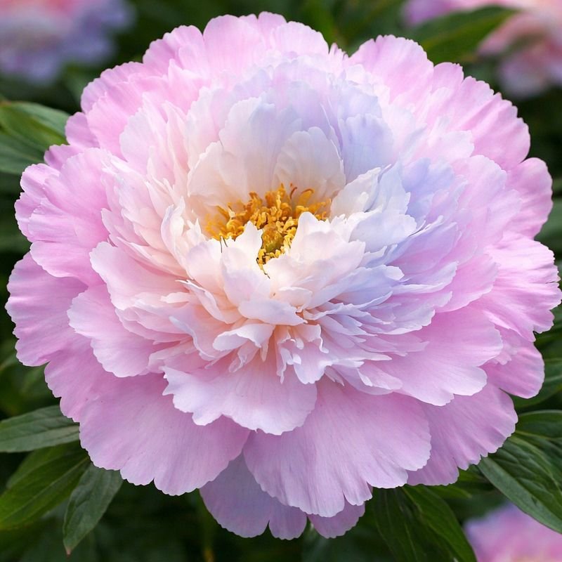 Древовидный пион ПЕСНЯ ДОЖДЯ - изображение 1