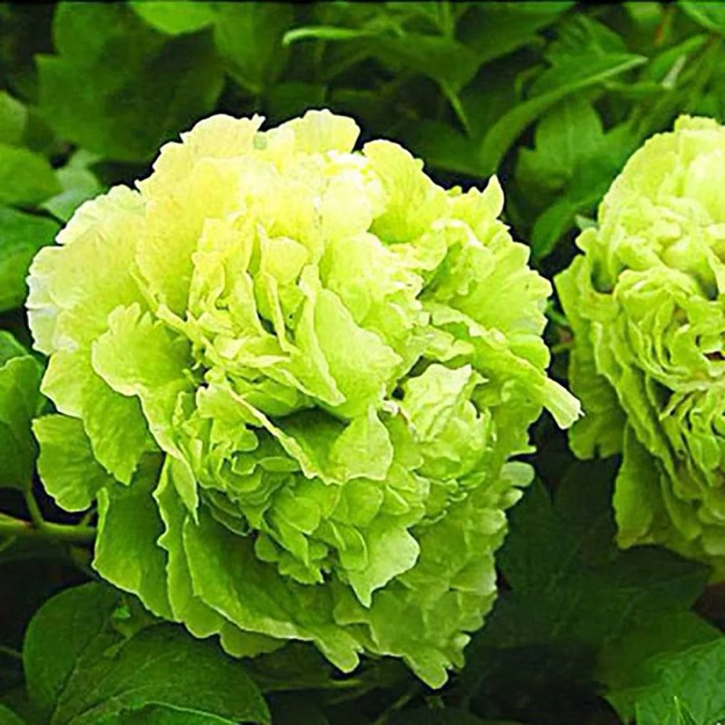 Древовидный пион ЗЕЛЕНЫЕ БОБЫ - изображение 1